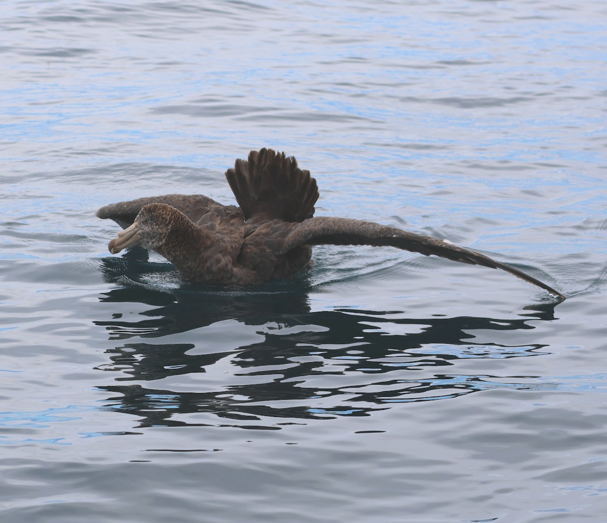 Northern Giant-Petrel - Leith Woodall