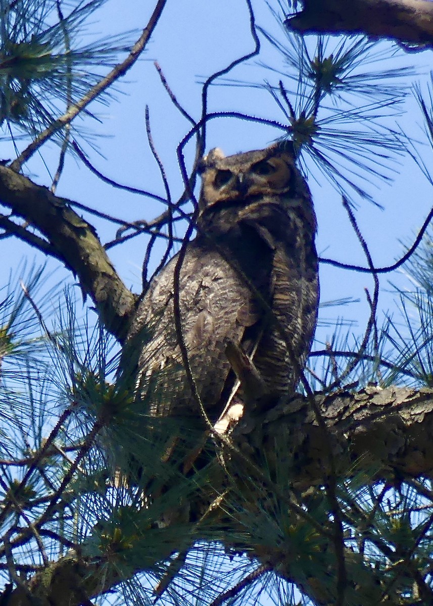 Great Horned Owl - ML617447668
