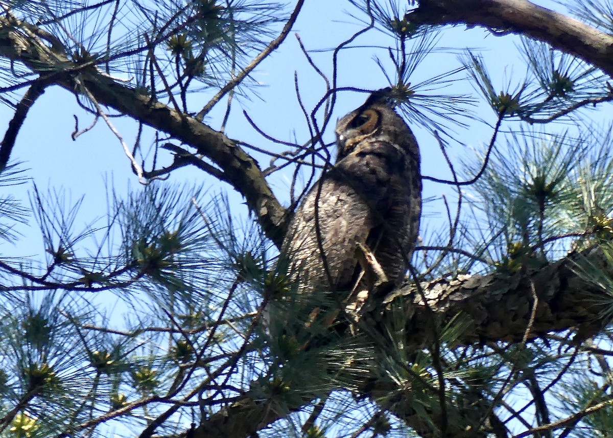 Great Horned Owl - ML617447669