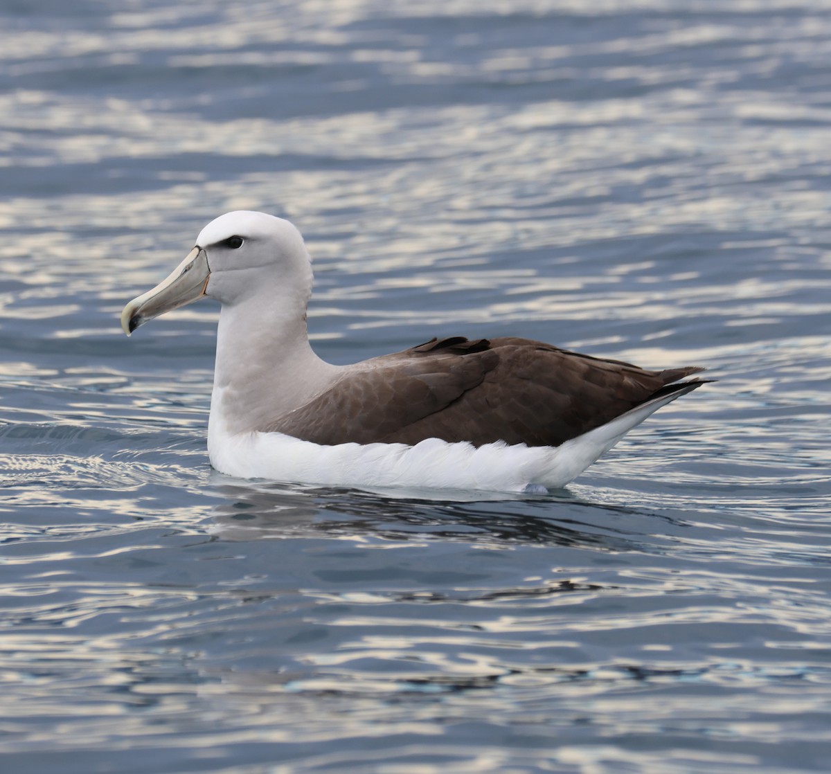 Salvin's Albatross - Leith Woodall