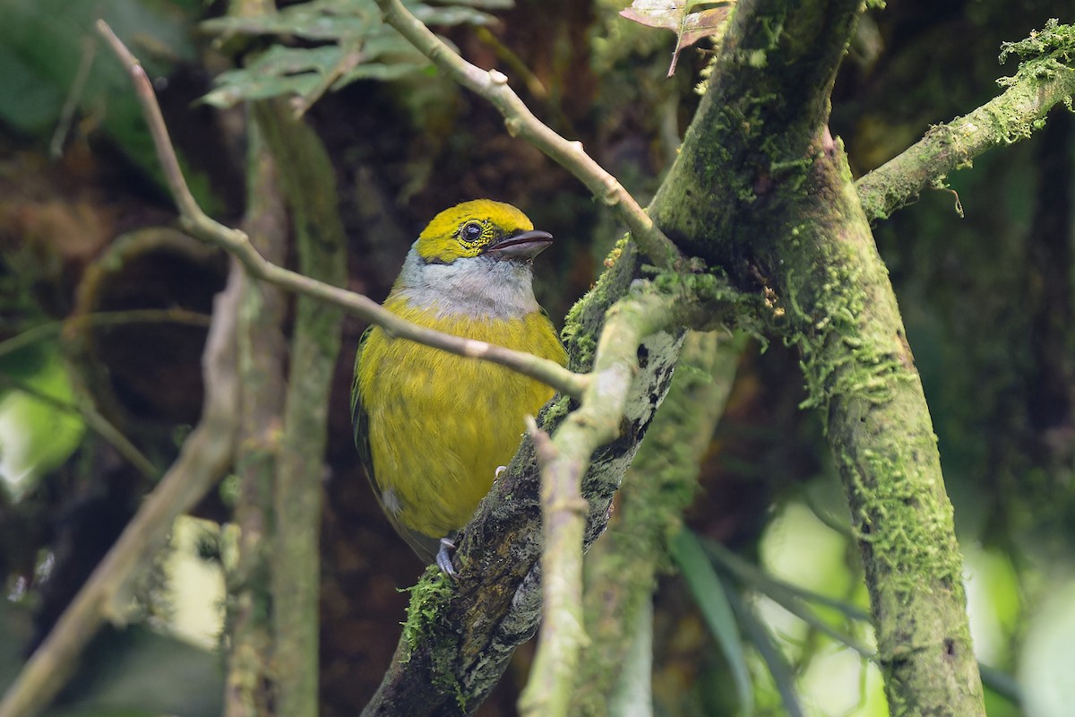 Silver-throated Tanager - ML617447791