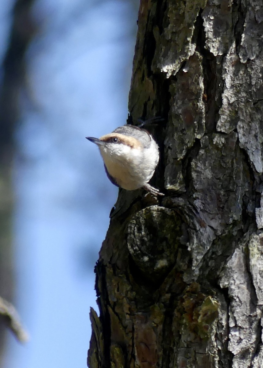 Brown-headed Nuthatch - ML617447793