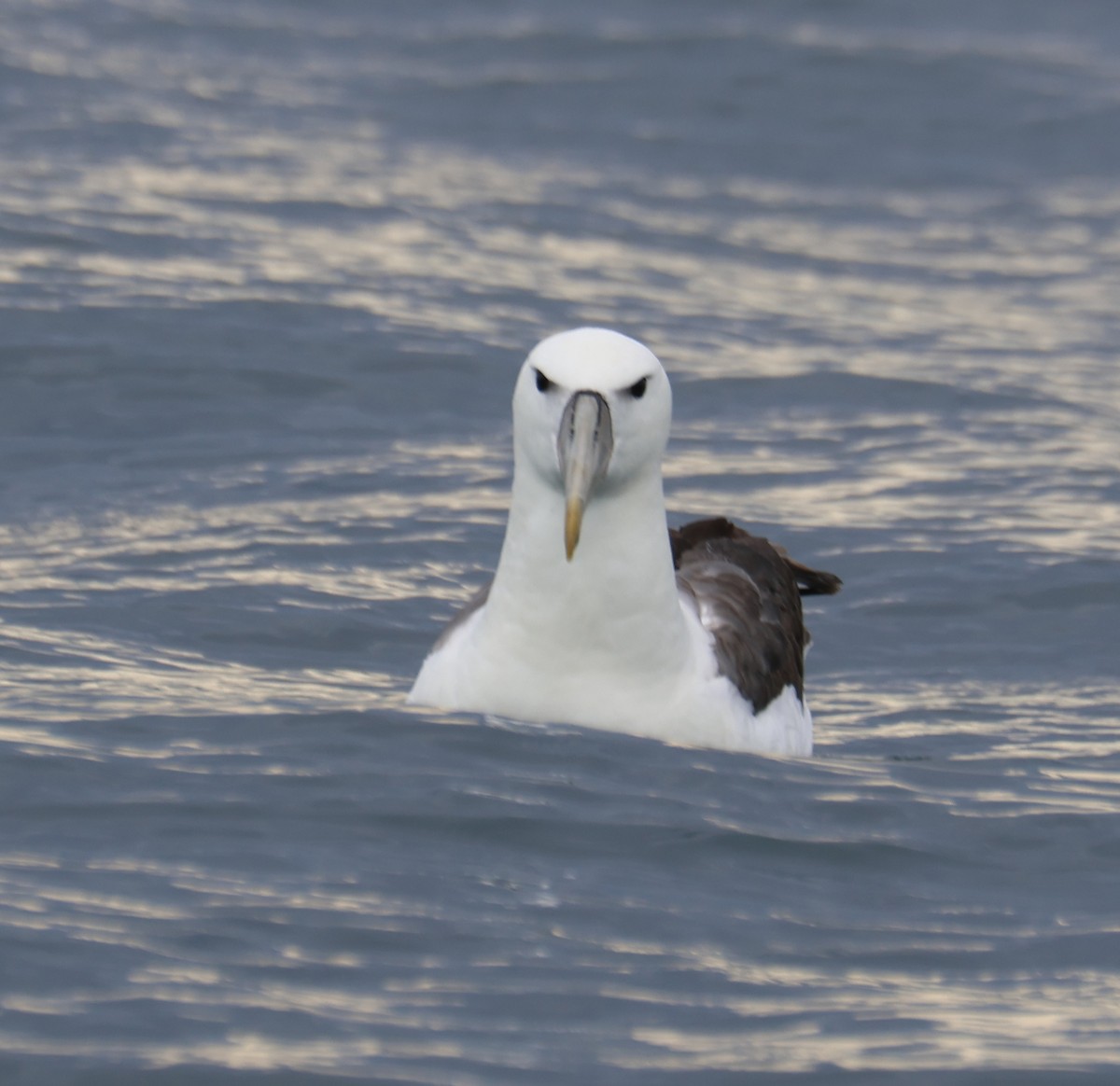 White-capped Albatross (steadi) - Leith Woodall