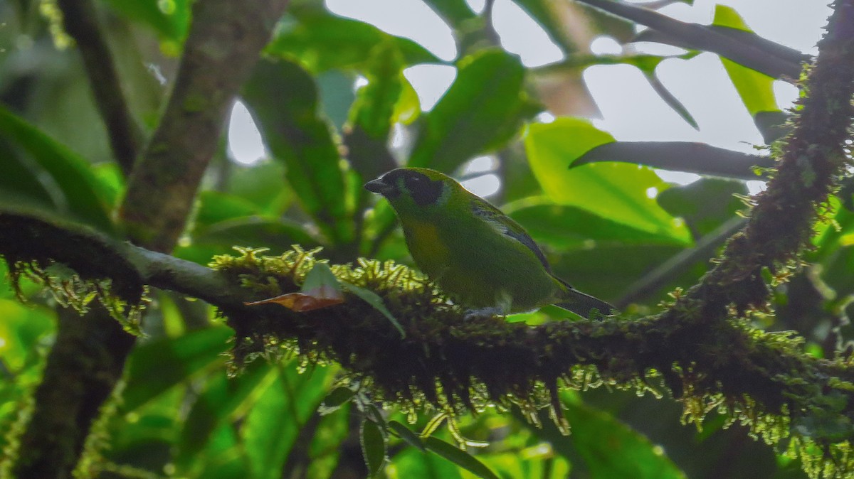 Green-and-gold Tanager - ML61744781