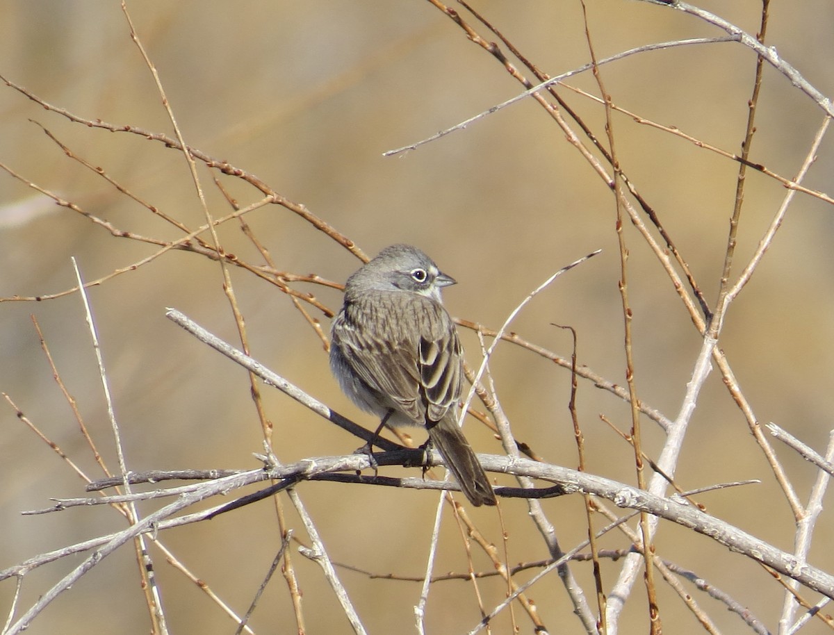 Sagebrush Sparrow - ML617447816