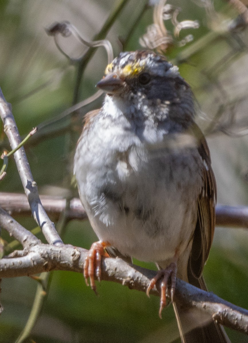 White-throated Sparrow - ML617447937