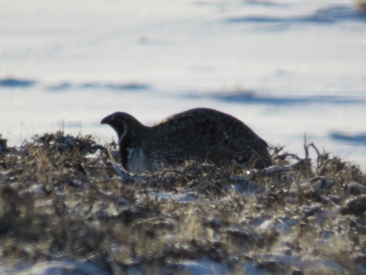 Greater Sage-Grouse - ML617447944