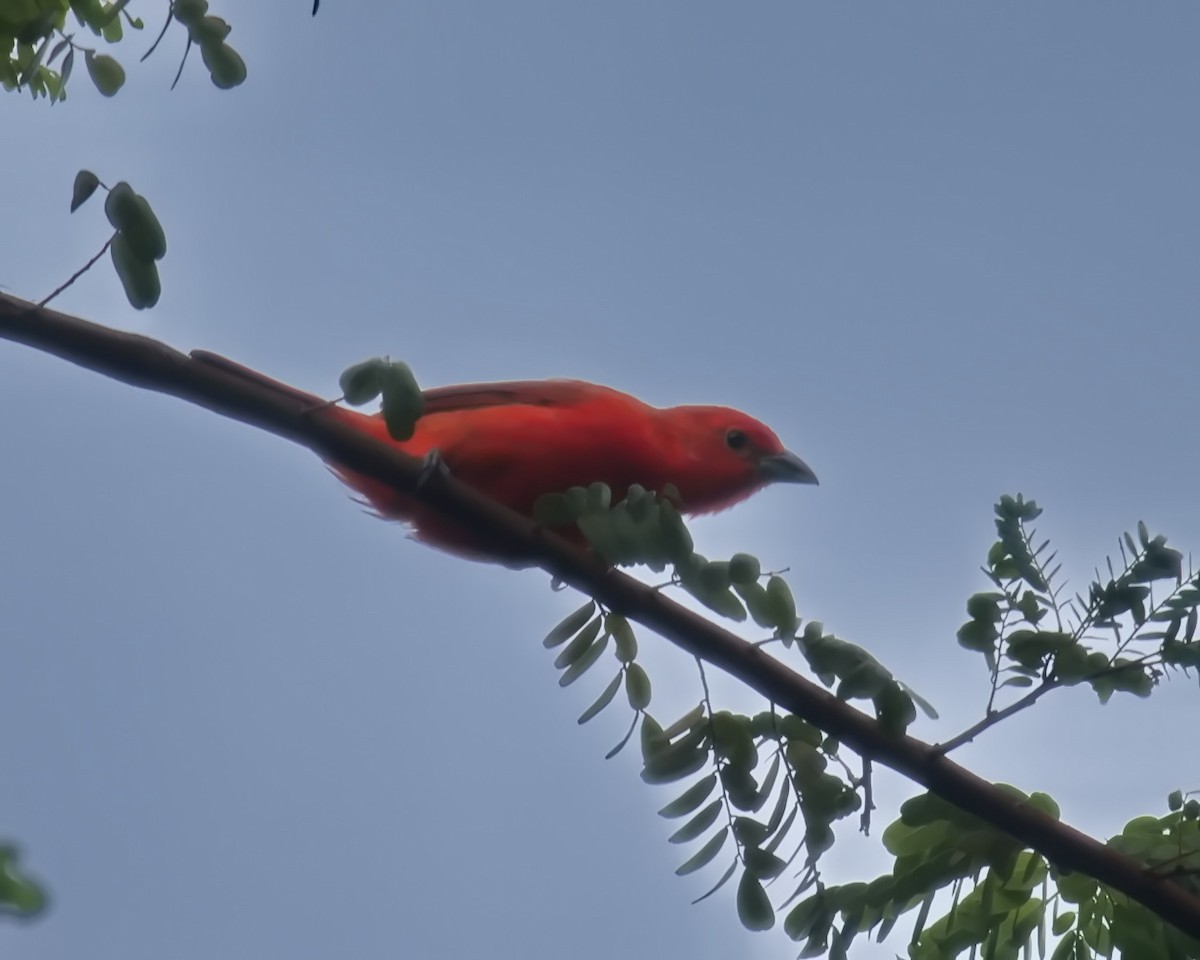 Hepatic Tanager (Lowland) - ML617448037