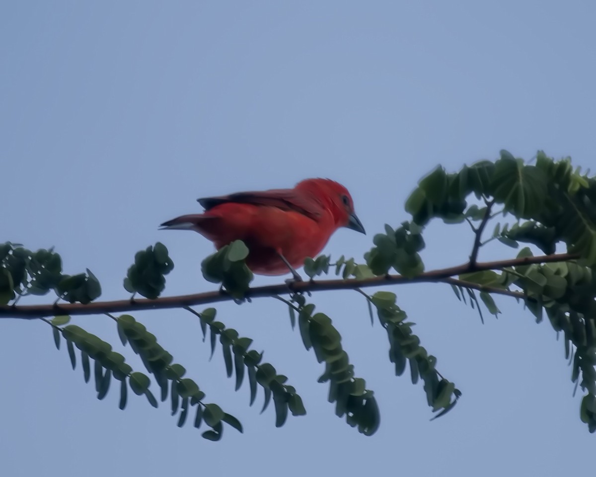Hepatic Tanager (Lowland) - ML617448038