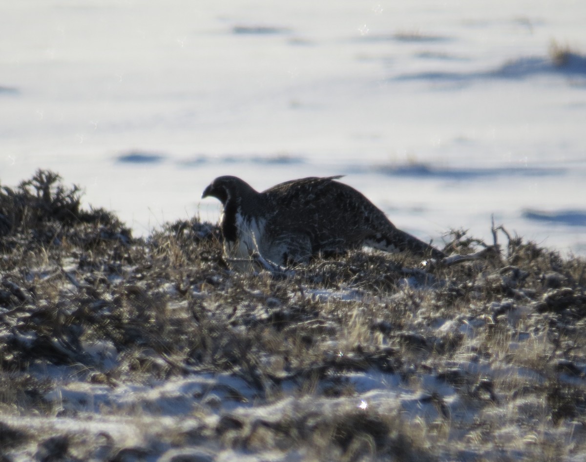 Greater Sage-Grouse - ML617448057