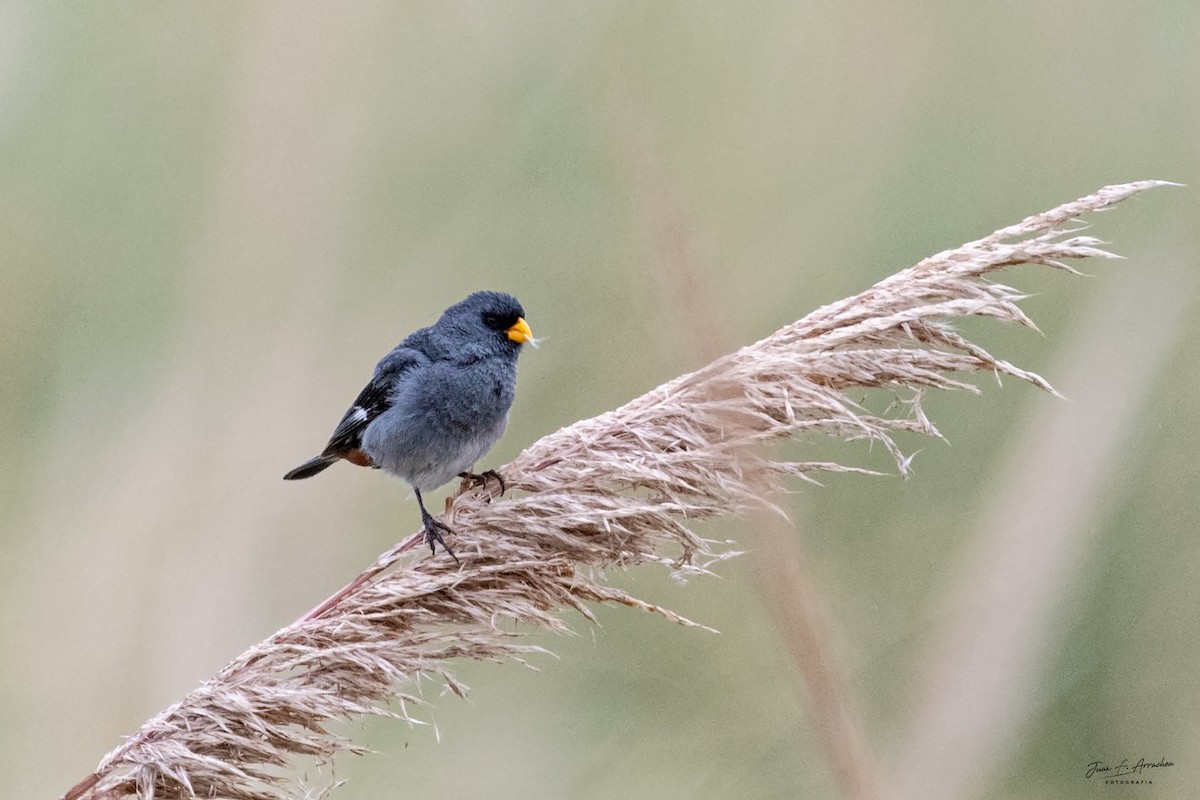 Band-tailed Seedeater - ML617448105