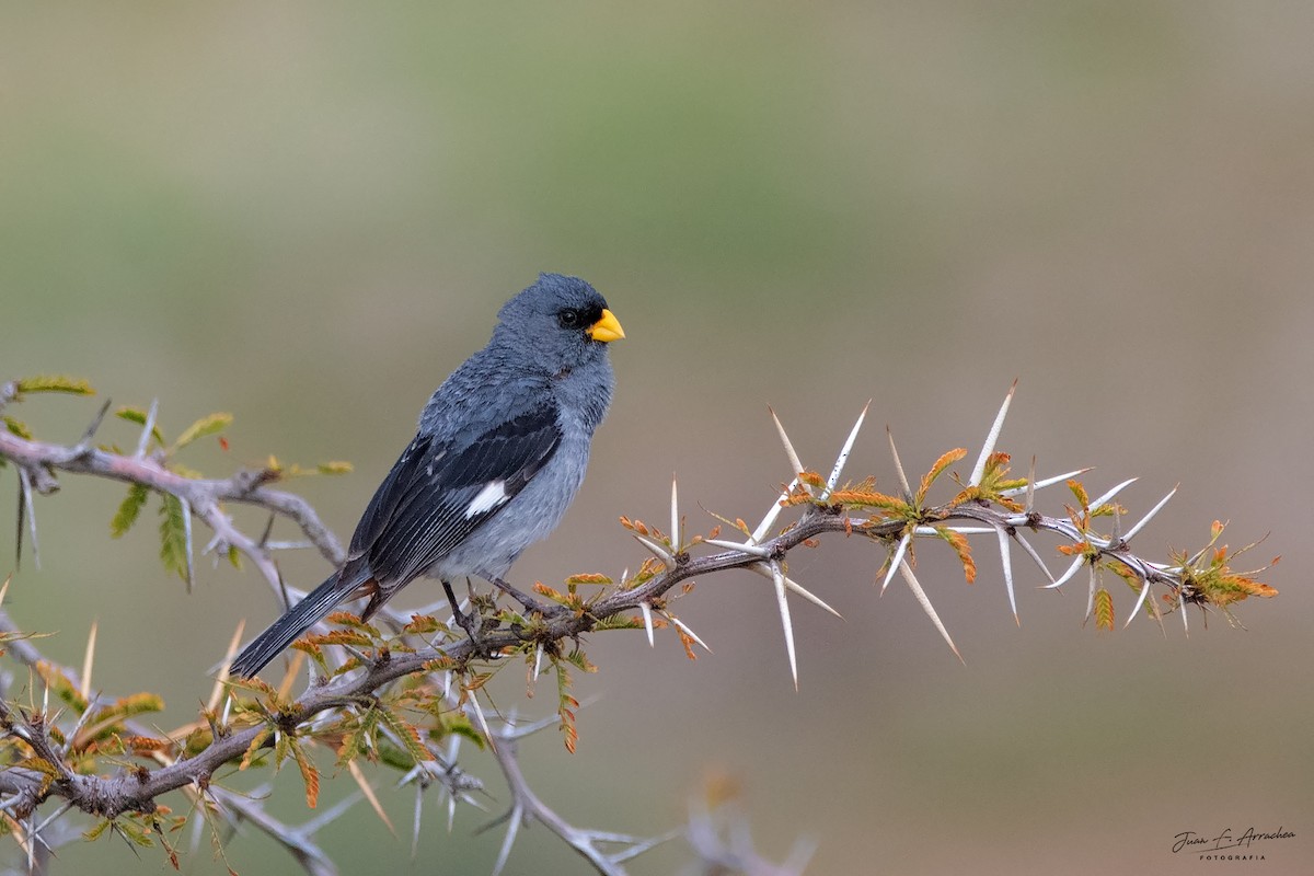 Band-tailed Seedeater - ML617448106