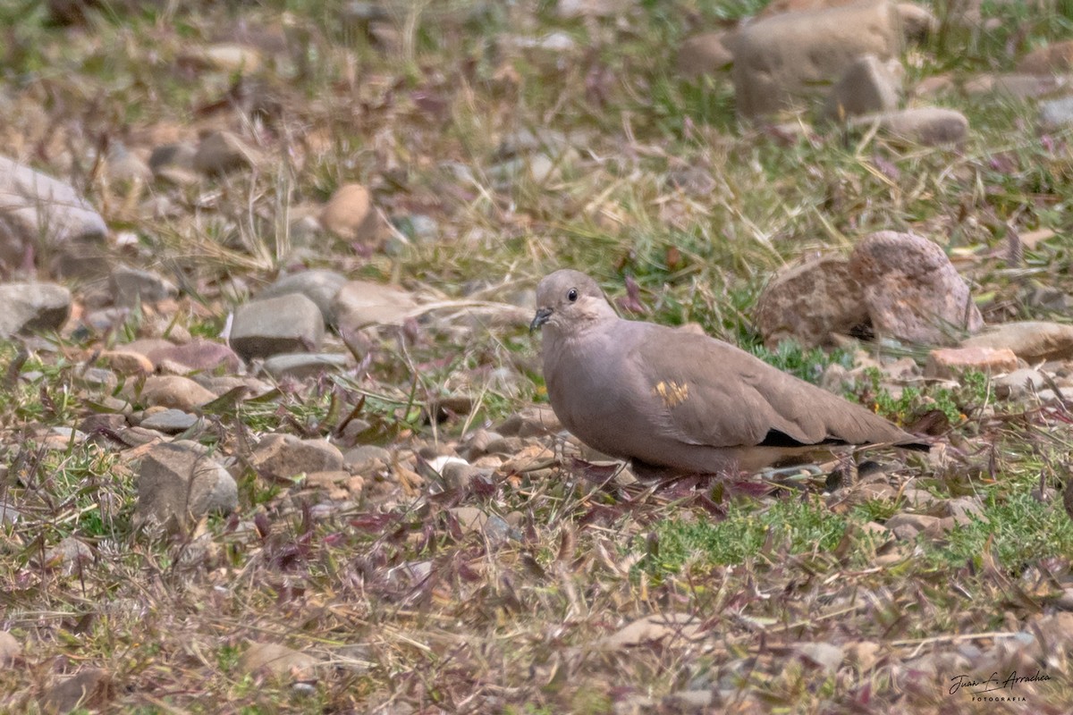 Golden-spotted Ground Dove - ML617448174