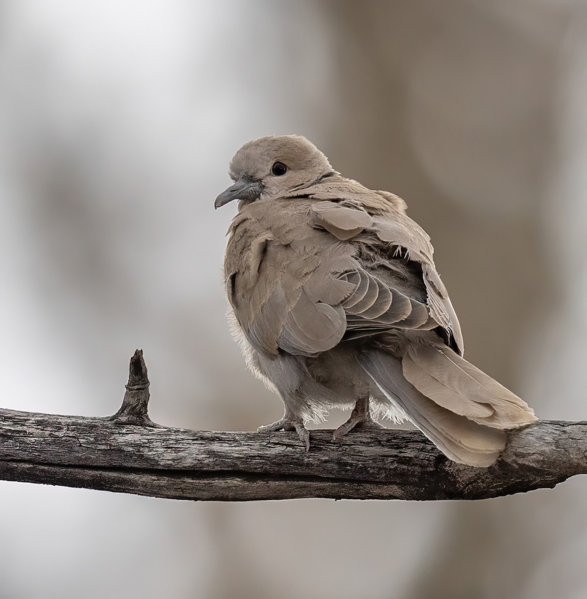 eBird Checklist - 15 Apr 2024 - Fish Creek PP--Sikome Lake - 9 species