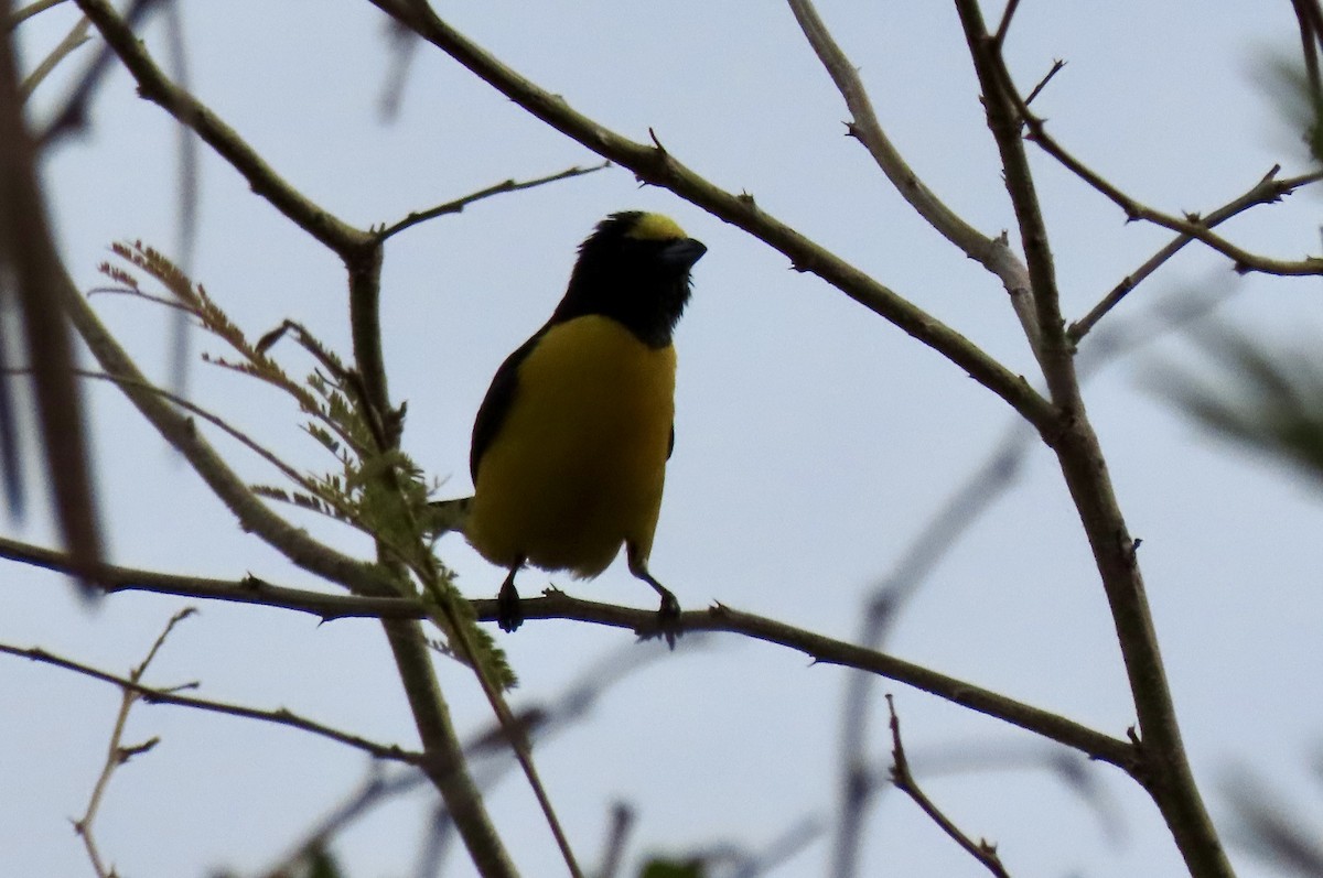 West Mexican Euphonia - ML617448569