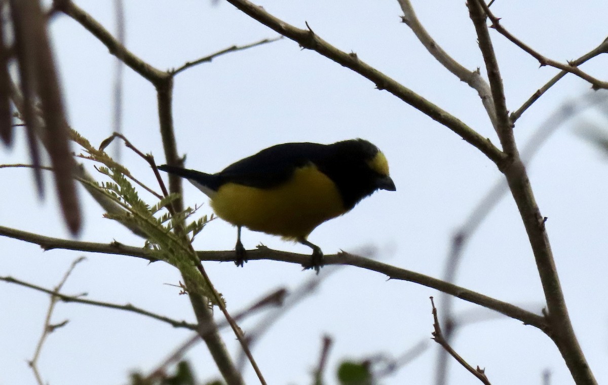 West Mexican Euphonia - ML617448570