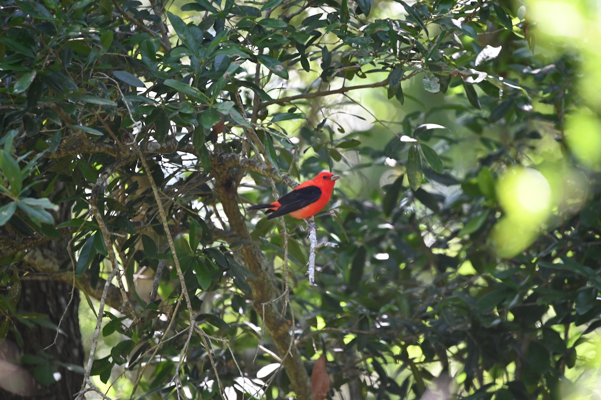 Scarlet Tanager - ML617448639