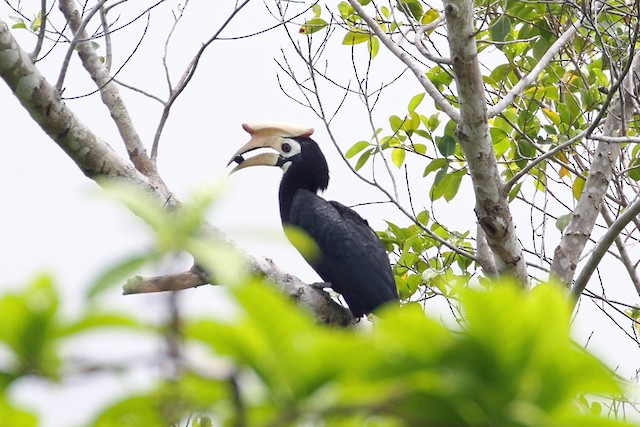 Palawan Hornbill at Sabang, Puerto Princesa by Dave Beeke