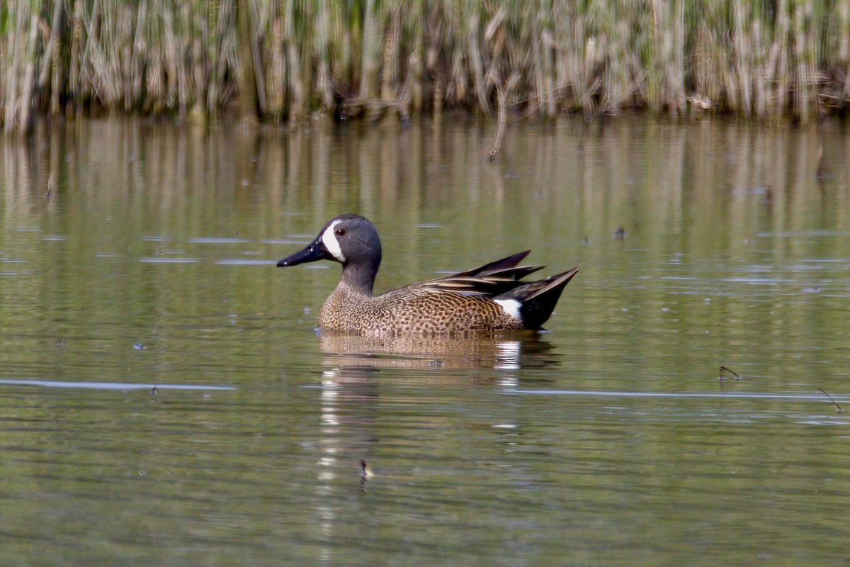 Blue-winged Teal - ML617448739