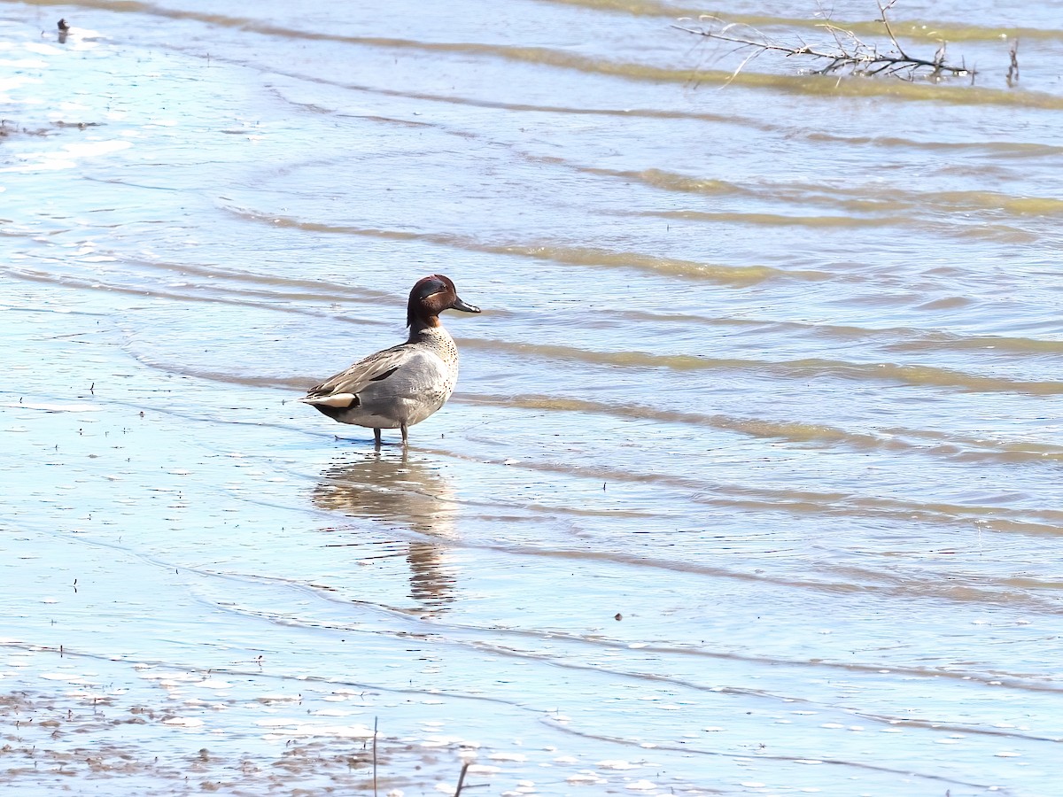 Green-winged Teal - ML617448780