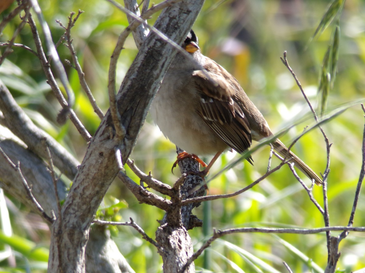 White-crowned Sparrow - ML617448802