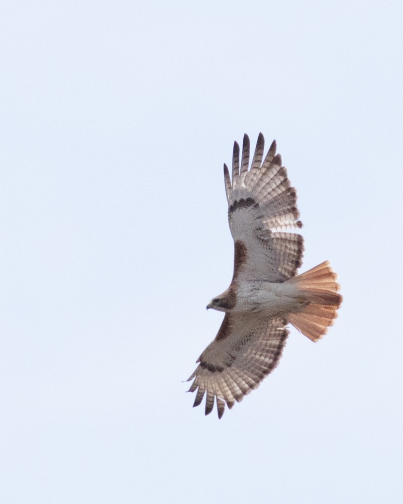 Red-tailed Hawk - ML617448830