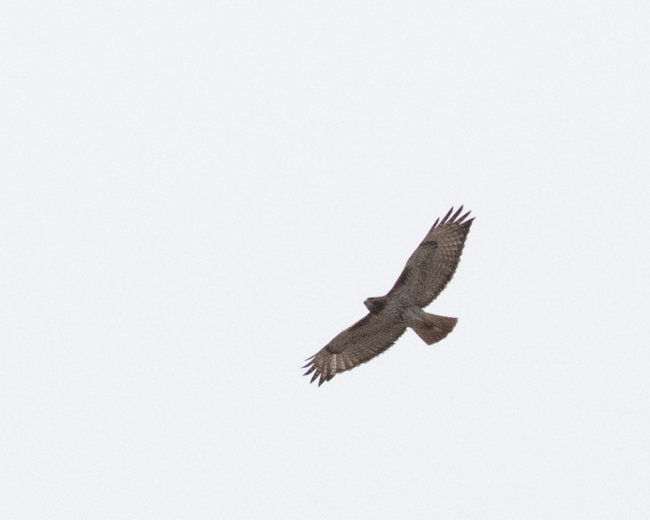 Red-tailed Hawk - ML617448831