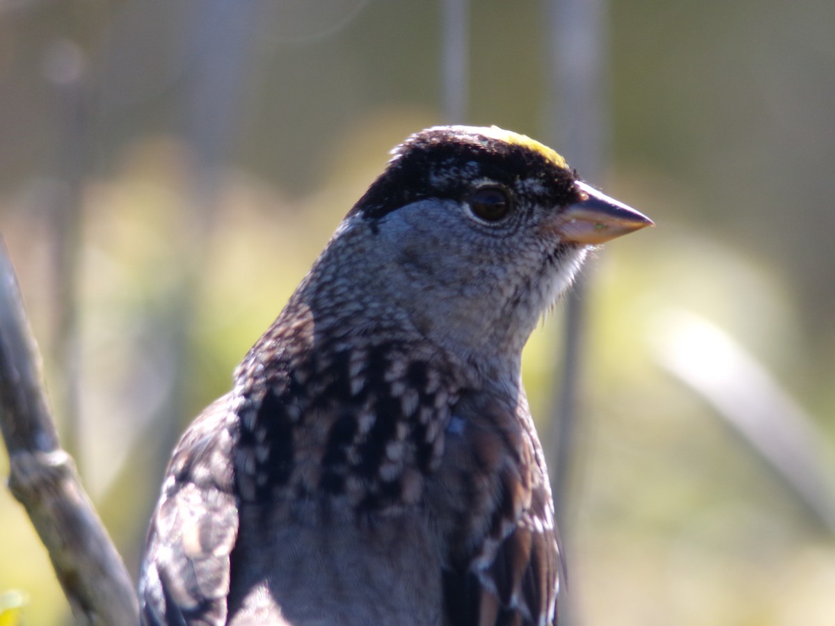 Golden-crowned Sparrow - ML617448848