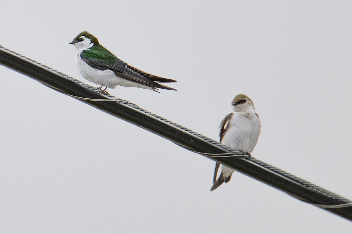 Violet-green Swallow - ML617448969