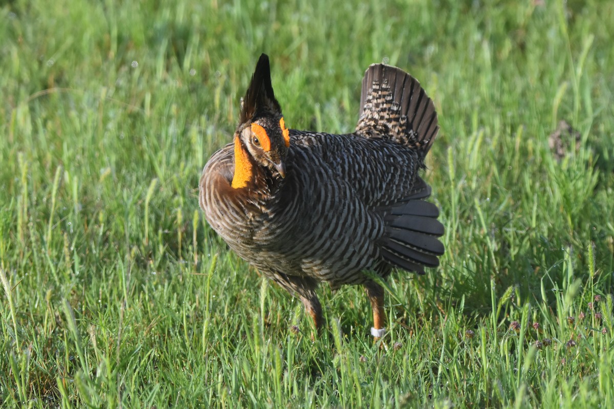 Greater Prairie-Chicken (Attwater's) - ML617448997