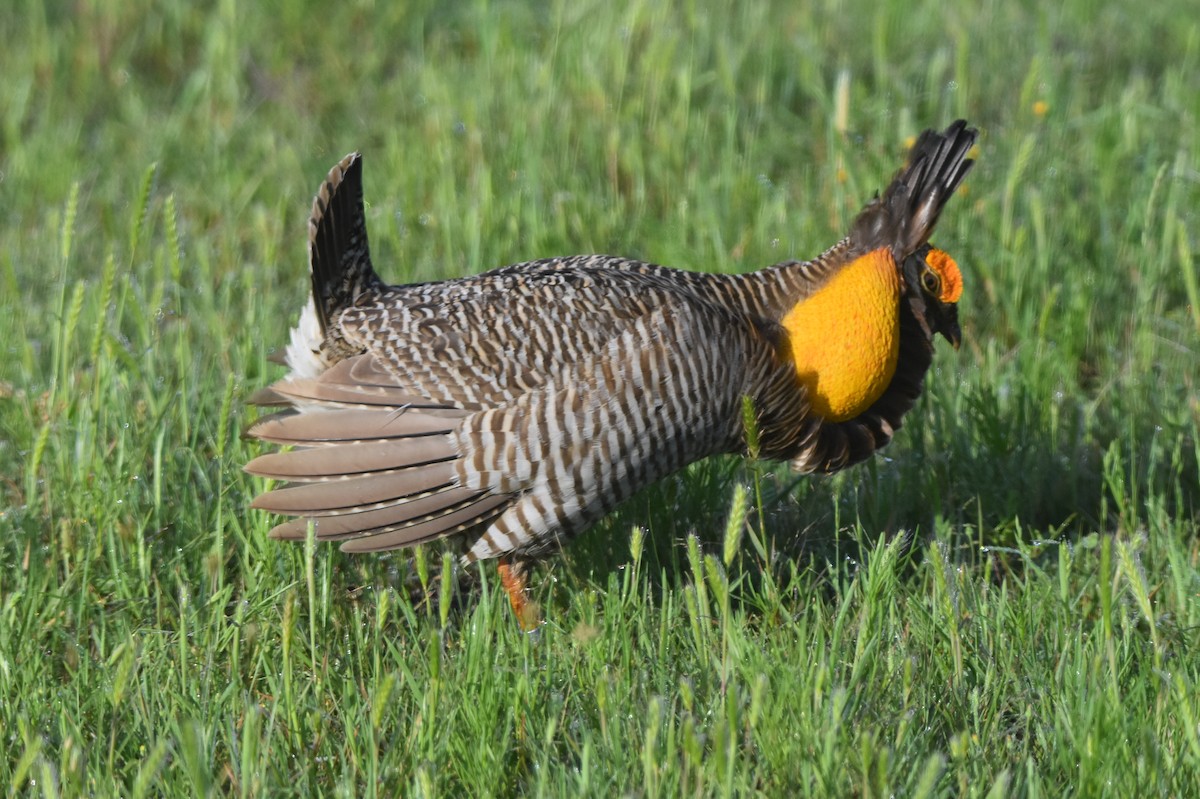 Greater Prairie-Chicken (Attwater's) - ML617448999
