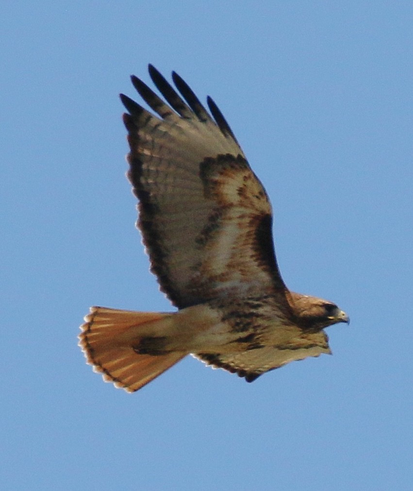 Red-tailed Hawk (calurus/alascensis) - ML617449003