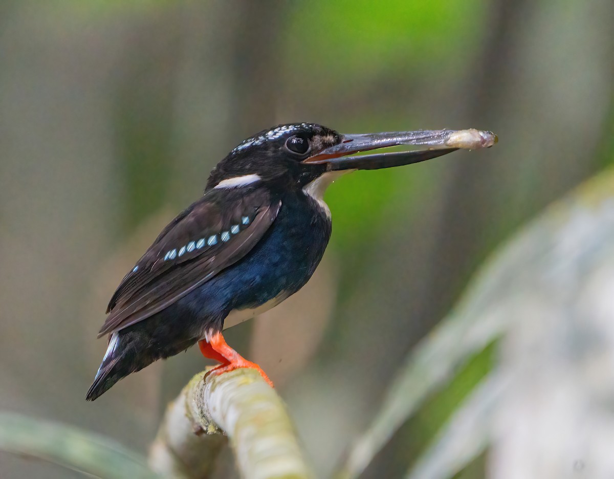 Southern Silvery-Kingfisher - Kevin Pearce