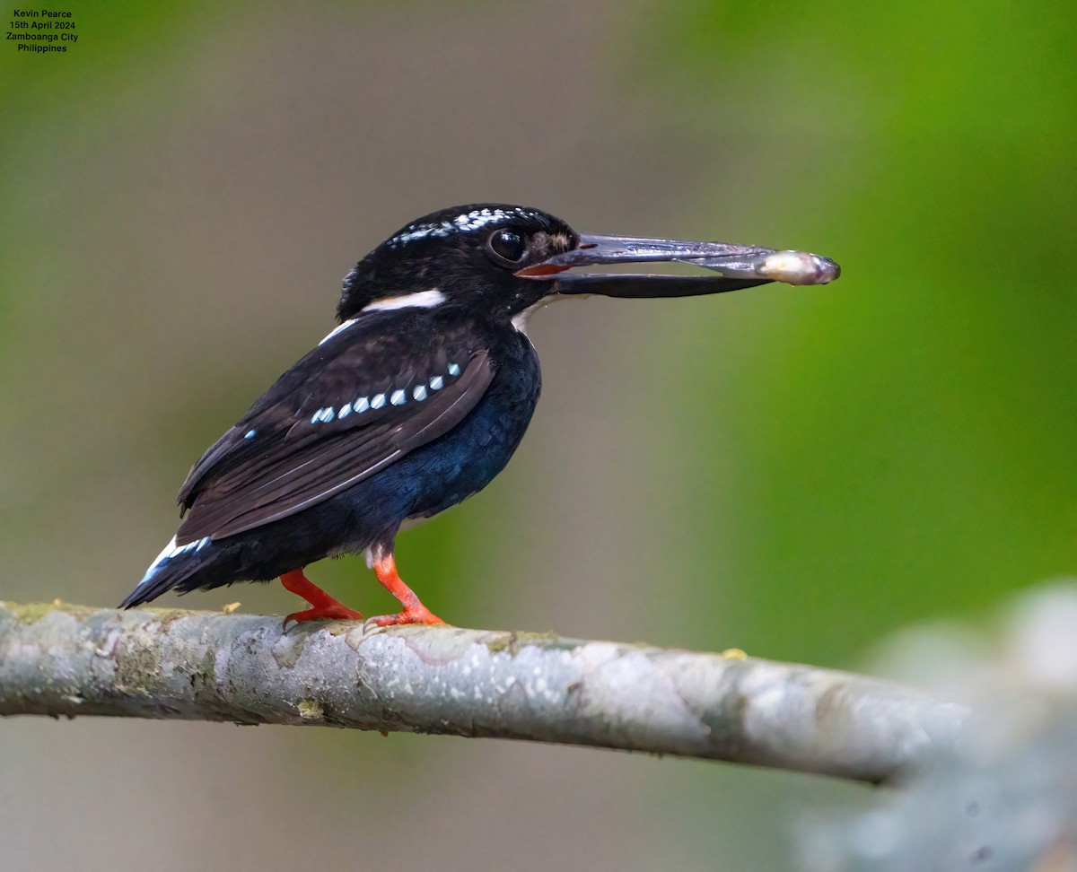 Southern Silvery-Kingfisher - Kevin Pearce