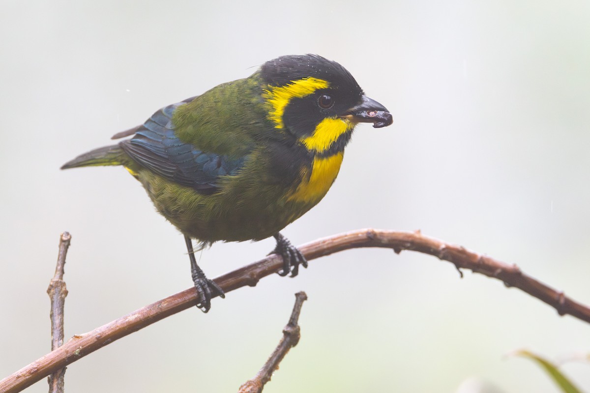 Gold-ringed Tanager - Lucas Bobay