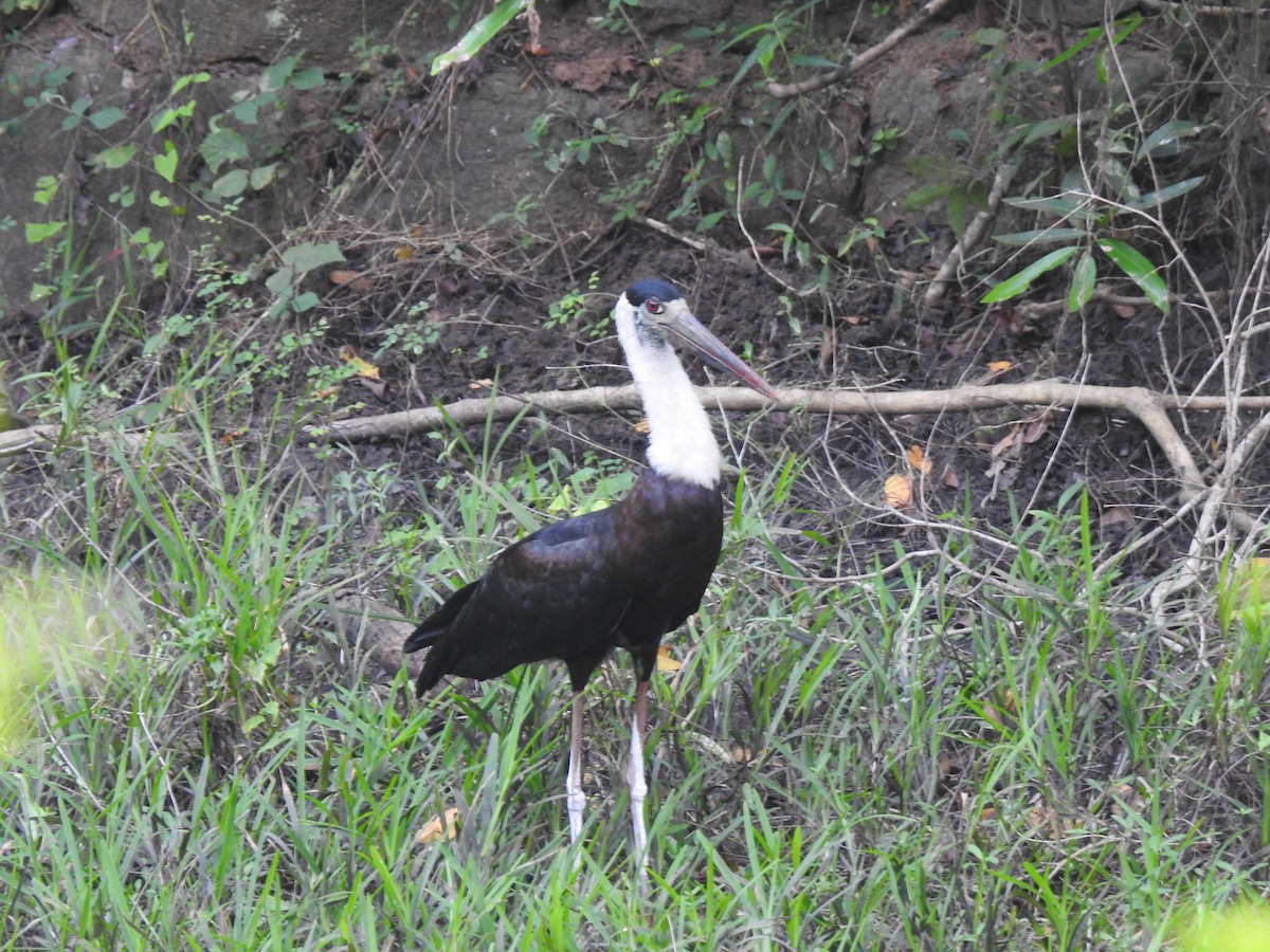 Asian Woolly-necked Stork - ML617449092