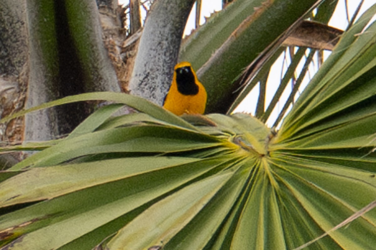 Hooded Oriole (nelsoni Group) - ML617449127