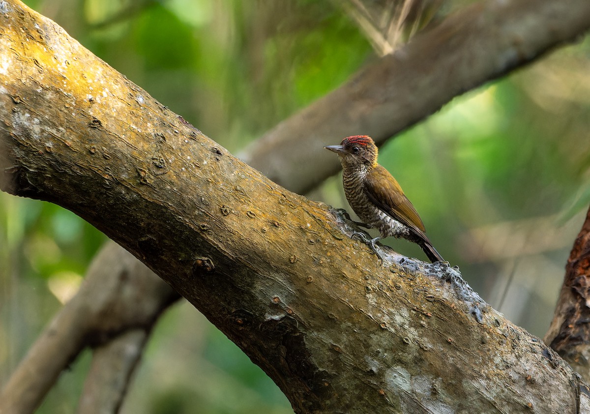 Red-rumped Woodpecker - ML617449129