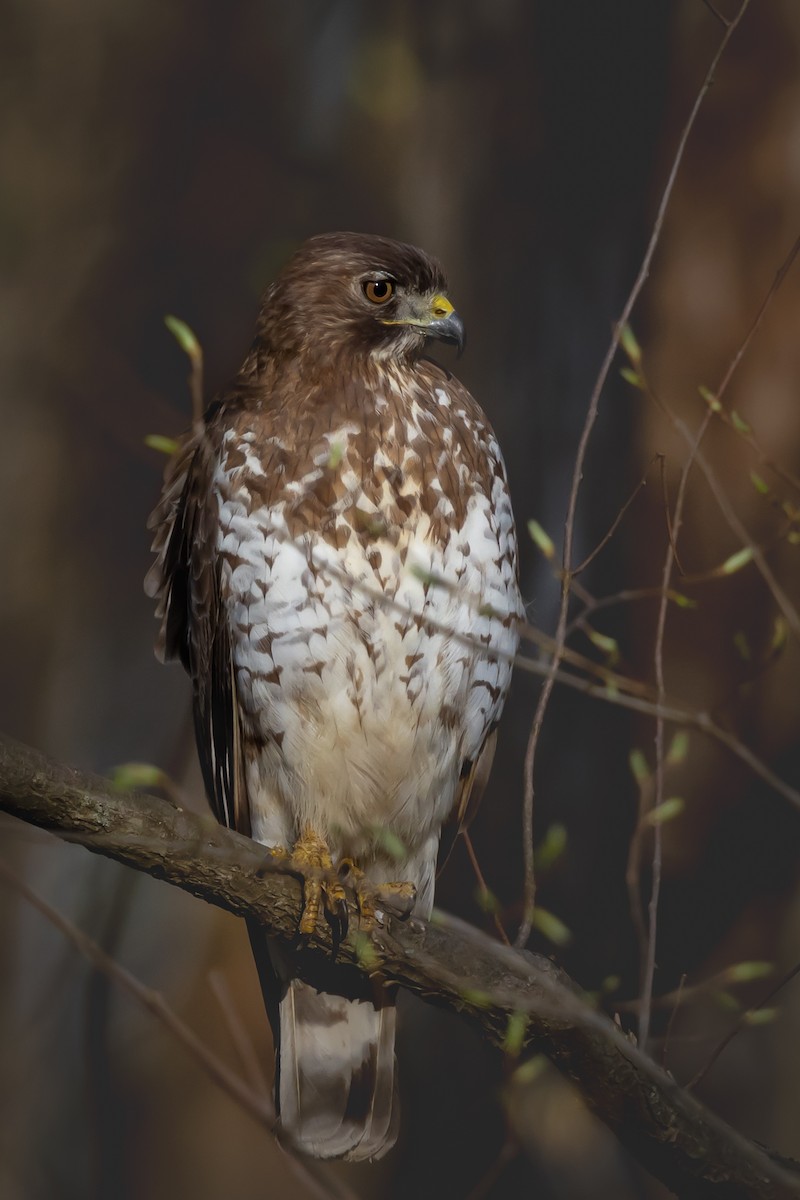 ML617449188 - Broad-winged Hawk - Macaulay Library