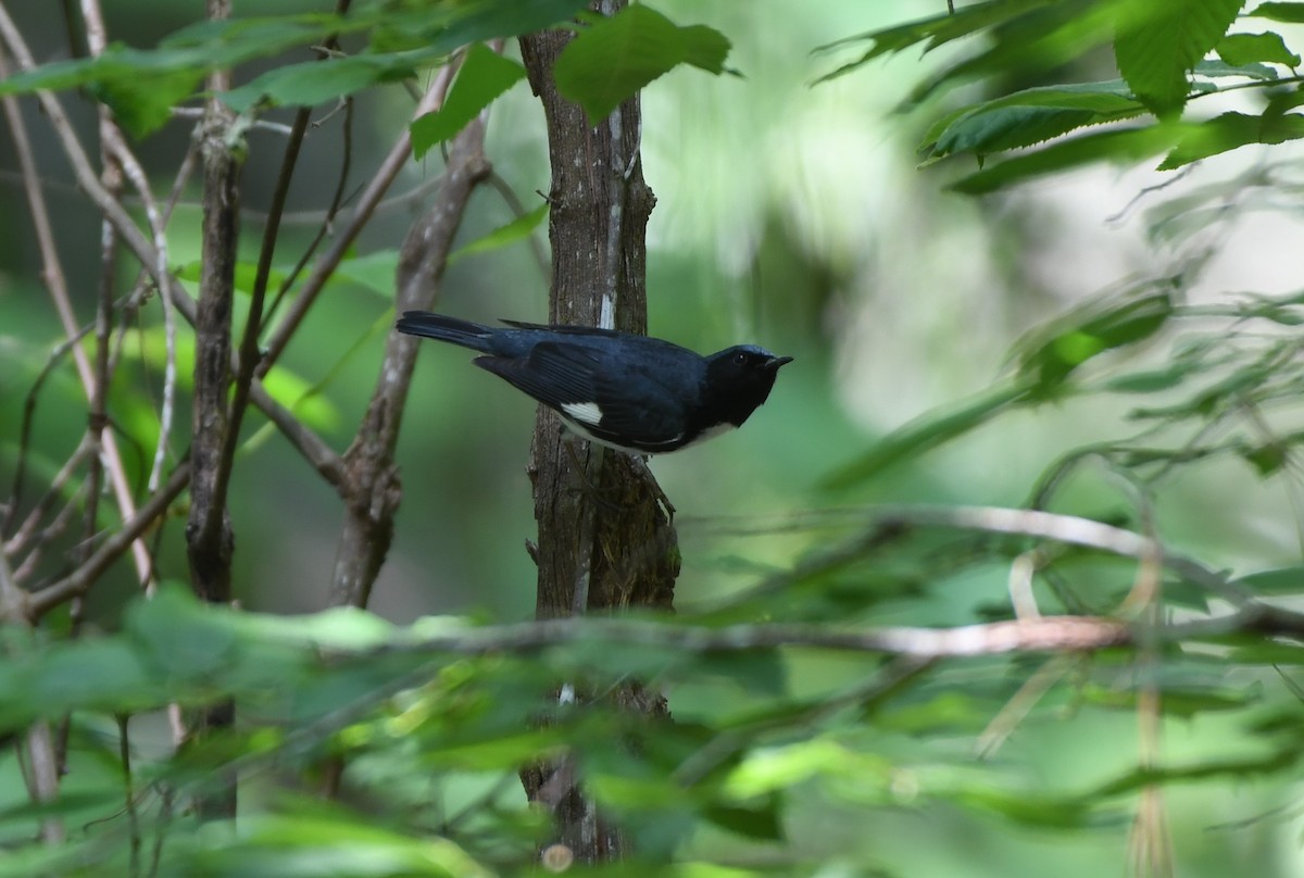 Black-throated Blue Warbler - ML617449195
