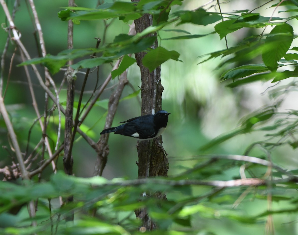 Black-throated Blue Warbler - ML617449196