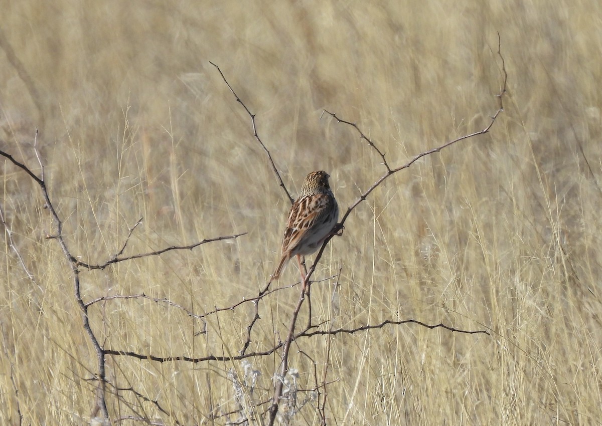 Baird's Sparrow - Steve Svedeman