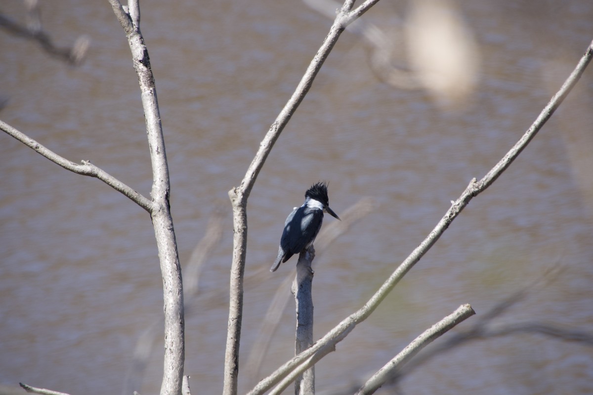 Belted Kingfisher - ML617449203