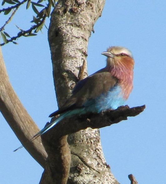 Lilac-breasted Roller - ML617449205