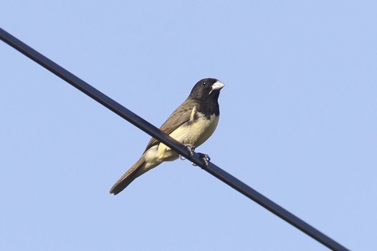 Yellow-bellied Seedeater - ML617449300