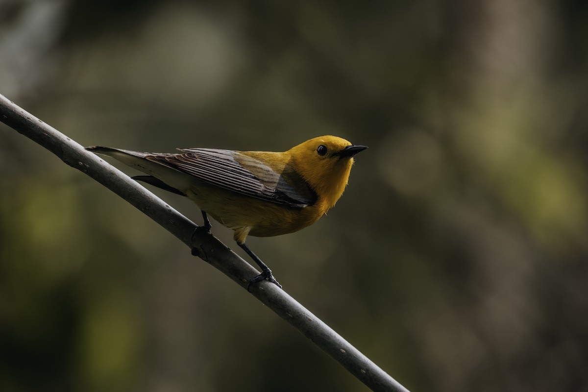 Prothonotary Warbler - ML617449381