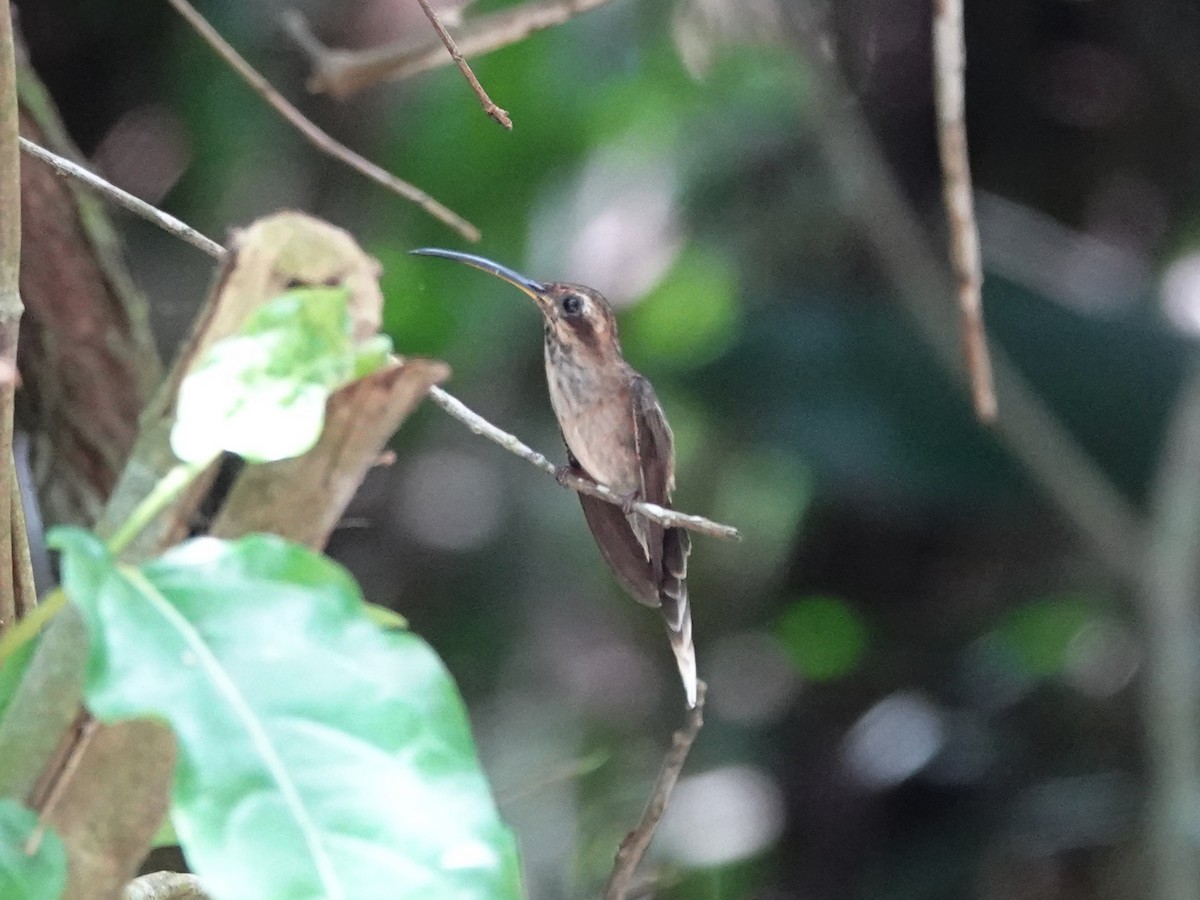 Гвианский колибри-отшельник - ML617449433