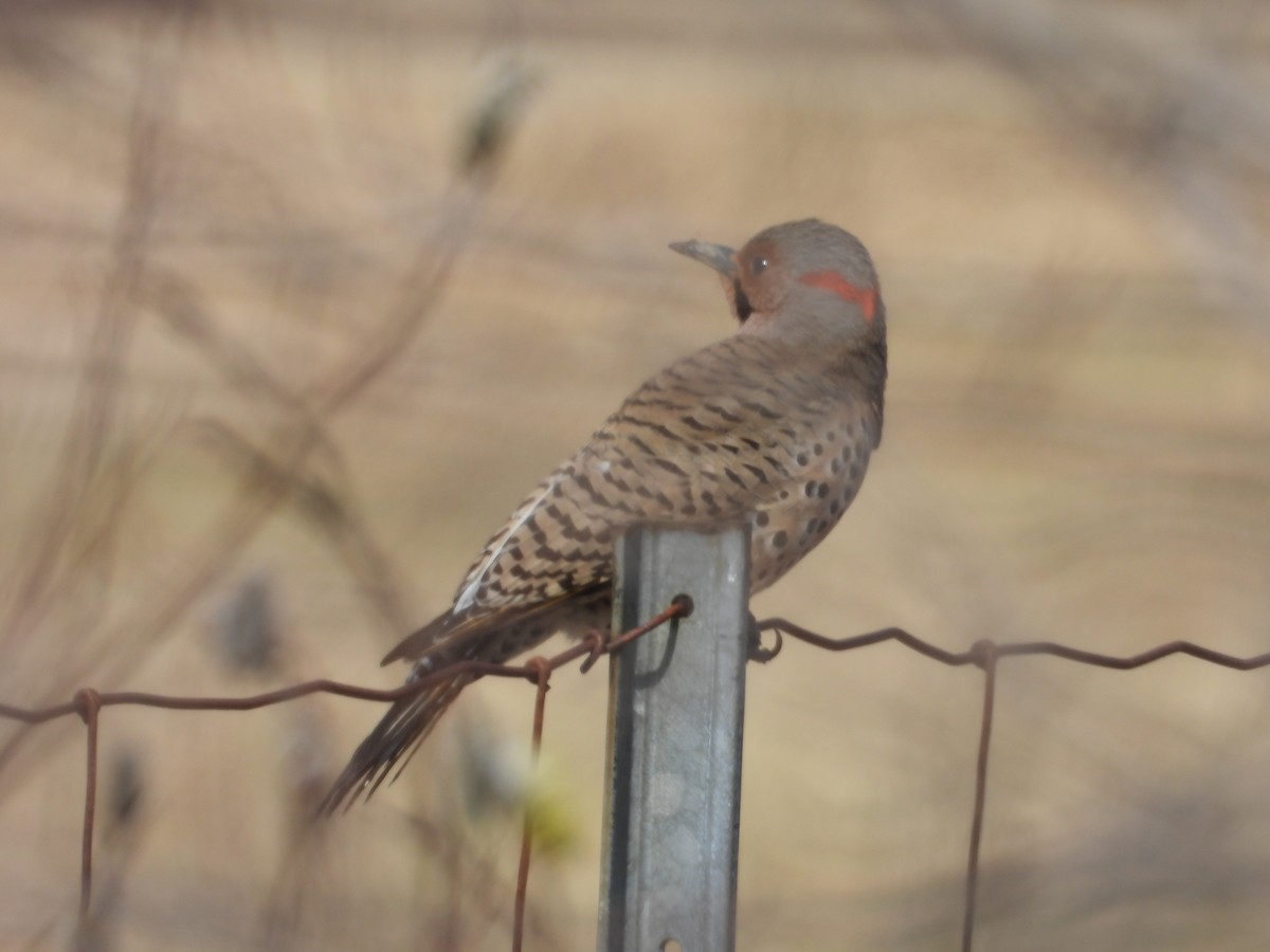 Northern Flicker - Denis Provencher COHL