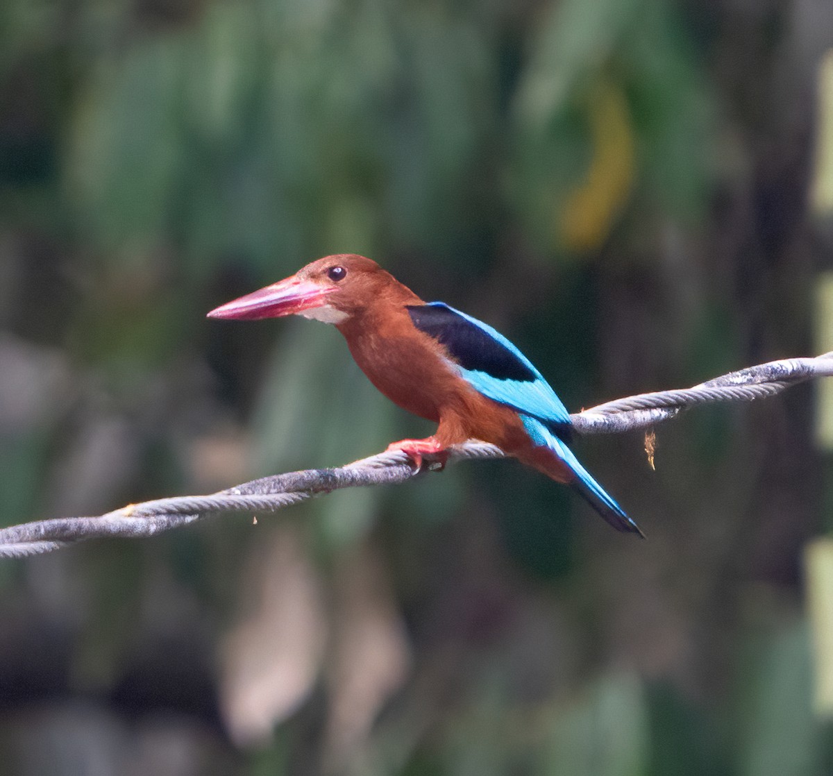 Brown-breasted Kingfisher - ML617449475
