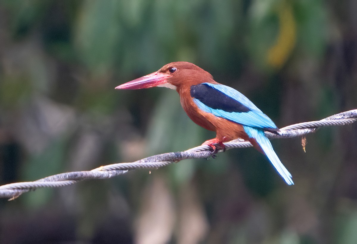 Brown-breasted Kingfisher - ML617449476